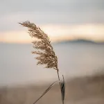 Proche De La Avec Jardin Hyères